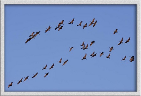 "Winged Migration"
