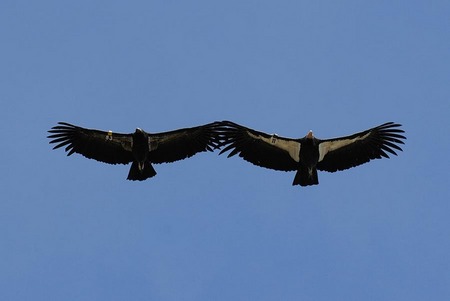 Mating California Condors