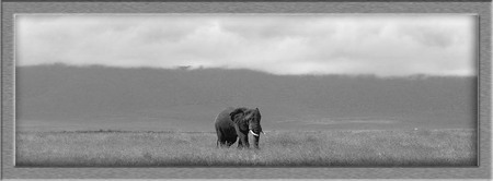 "Ngorangoro" B&W