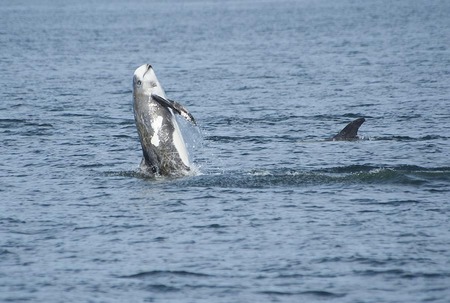 Risso's dolphins