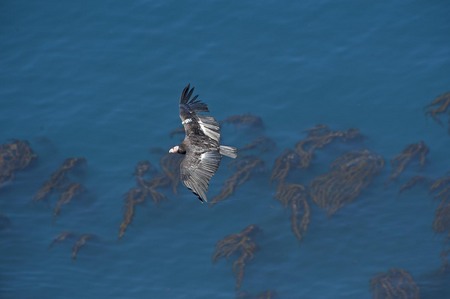 California condor