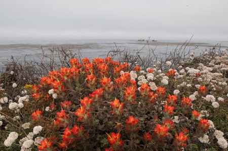 Coastal wildflowers