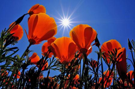 "Sun Poppies" California