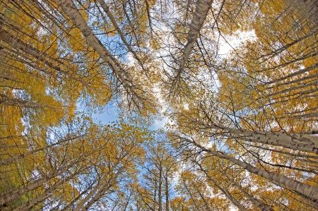 "Autumn Aspens" Colorado