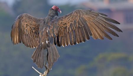 Beautiful buzzard