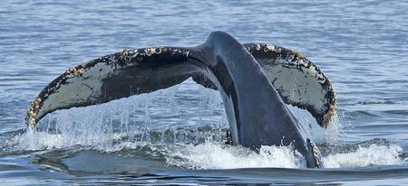 Humpback whale tail