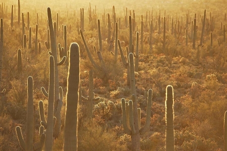 Saguaro National Park